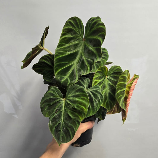 Philodendron Verrucosum Incensi