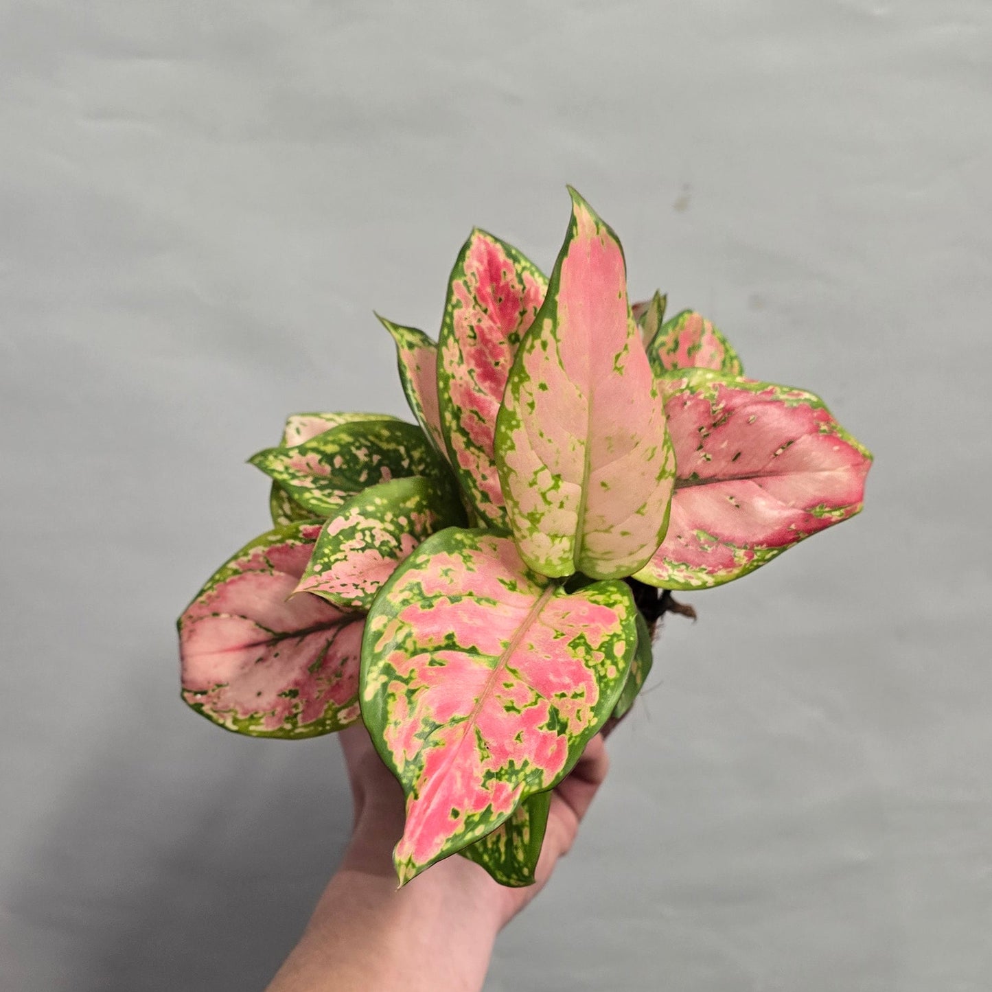 Pink Aglaonema Mix