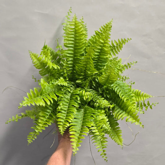Lady Boston Fern (Offer)