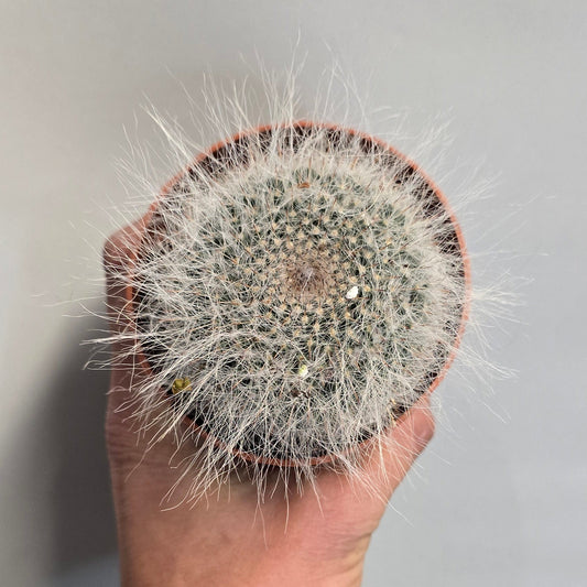 Small Furry Cactus