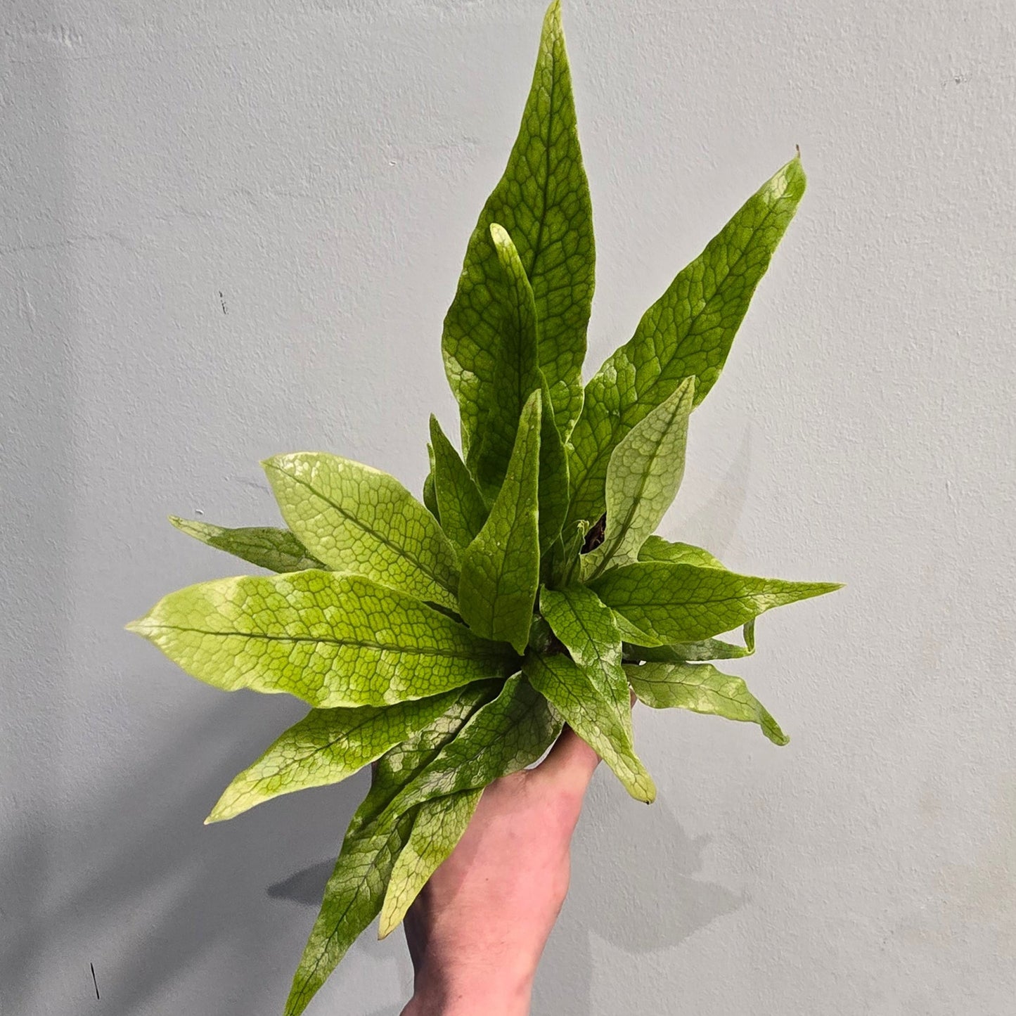 Crocodile Fern