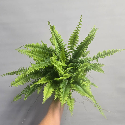 Boston Fern