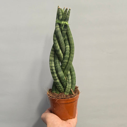 Braided Sansevieria - Snake Plant