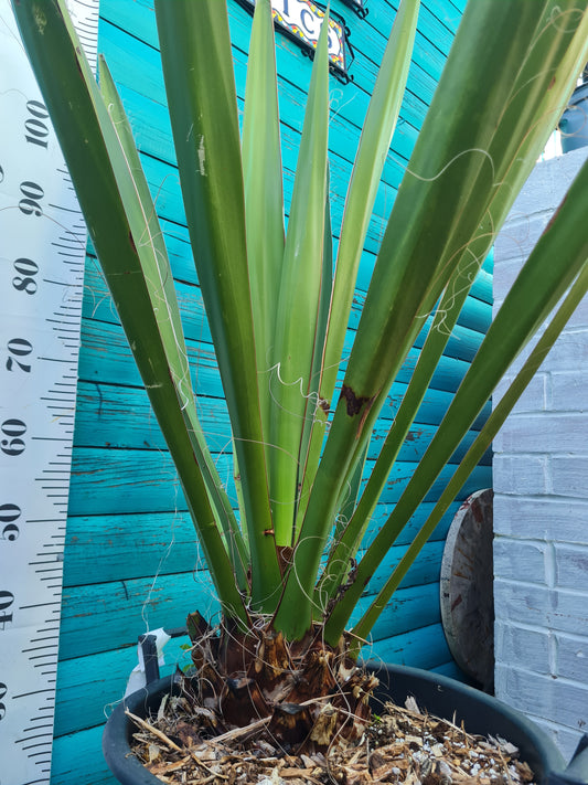 Yucca Faxoniana 30L