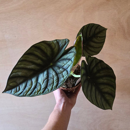 Alocasia Nebula Imperialis