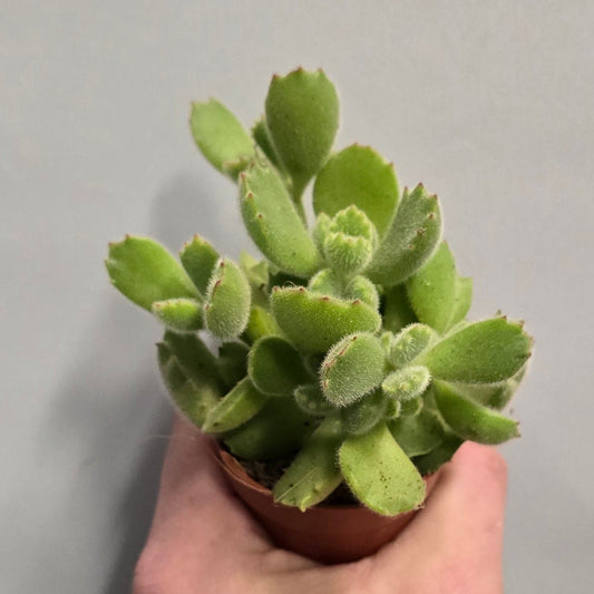 Mini - Bear's Paw Succulent