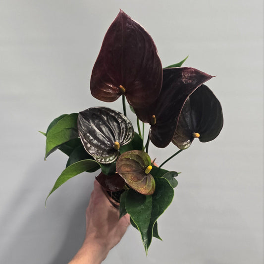 Flowering Anthurium 40-50cm