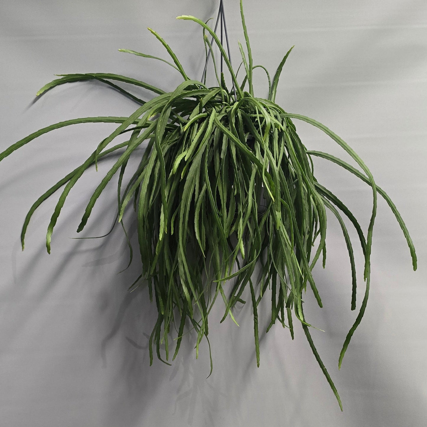 Hanging Rhipsalis - Lepismium bolivianum