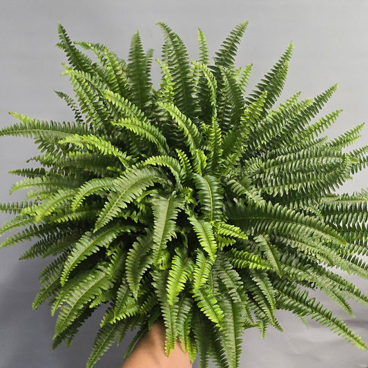 Large - Boston Fern Green Lady