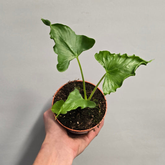 Alocasia Triangularis
