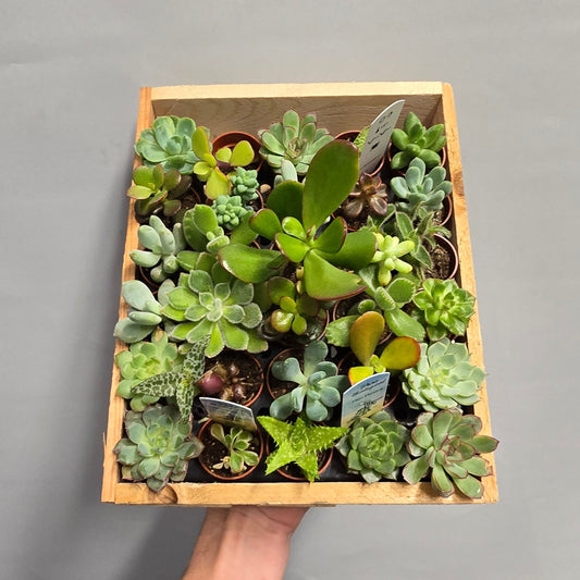 Succulent Bundle, Inc - 5 x Tiny Succulents