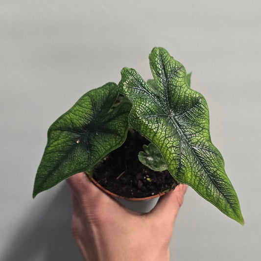 Alocasia Jacklyn
