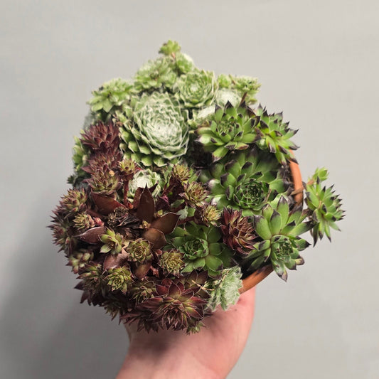Sempervivums & Pot