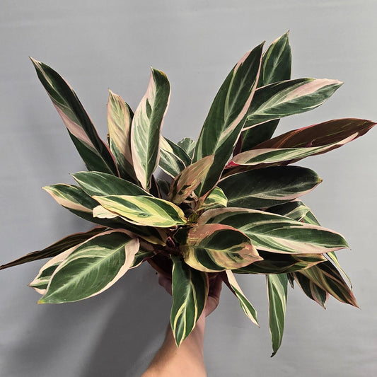 Calathea Stromanthe Triostar