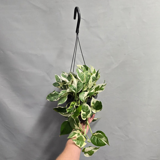 Hanging - N'Joy Pearls and Jade Pothos