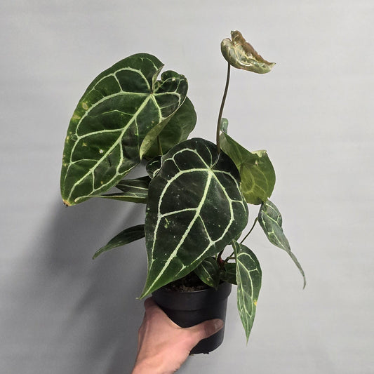 Anthurium Crystalline - Grade B