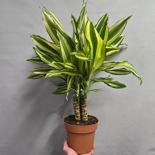 Dracaena Gold Dream