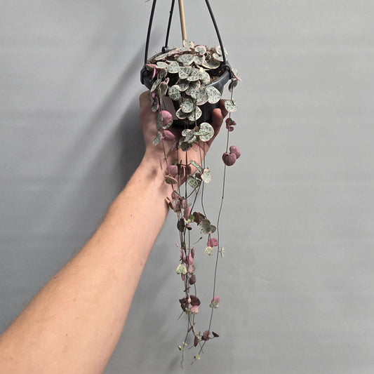 Hanging - String of Hearts Variegated