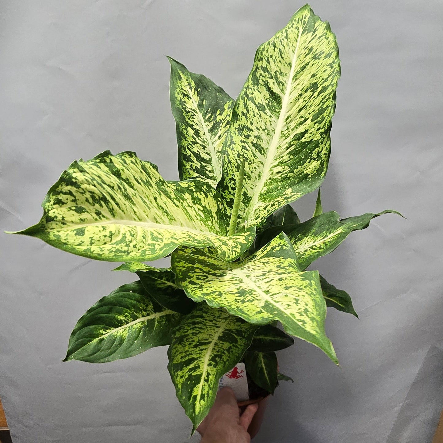 Dieffenbachia Mars