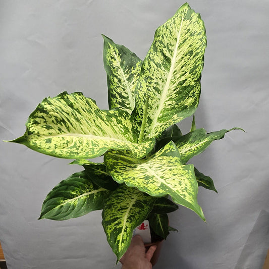 Dieffenbachia Mars