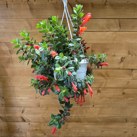 Hanging Goldfish Plant - Column Krakatau