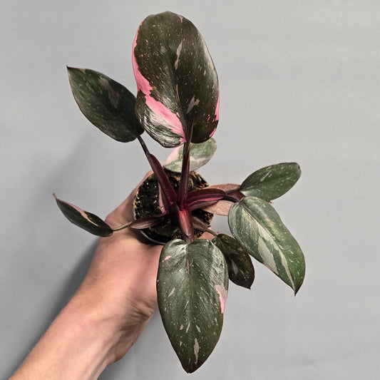 Mini Philodendron - Pink Princess
