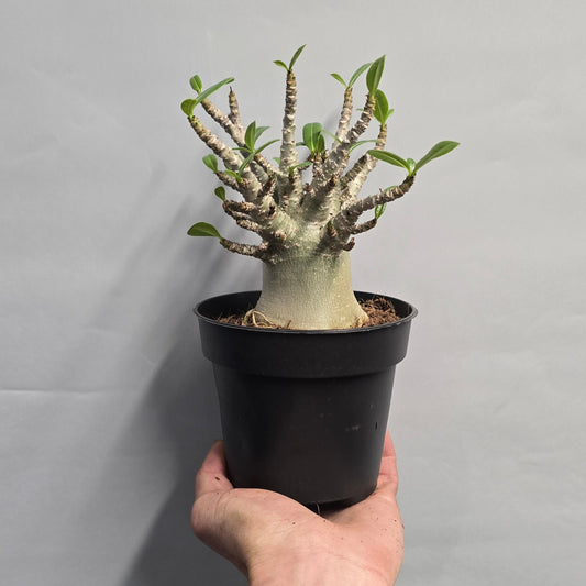 Desert Rose - Adenium 'Ansu Baobab'