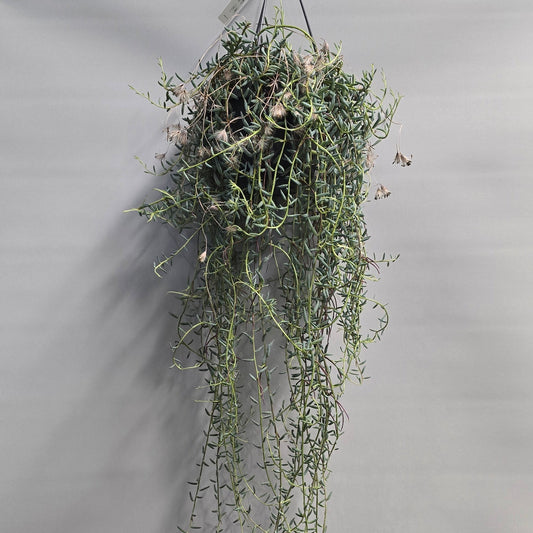 Hanging - String of Blue Beans