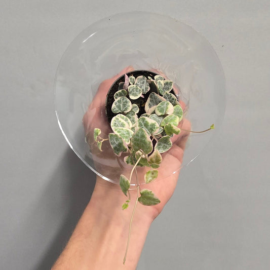 Mini - String of Hearts Rose Variegated