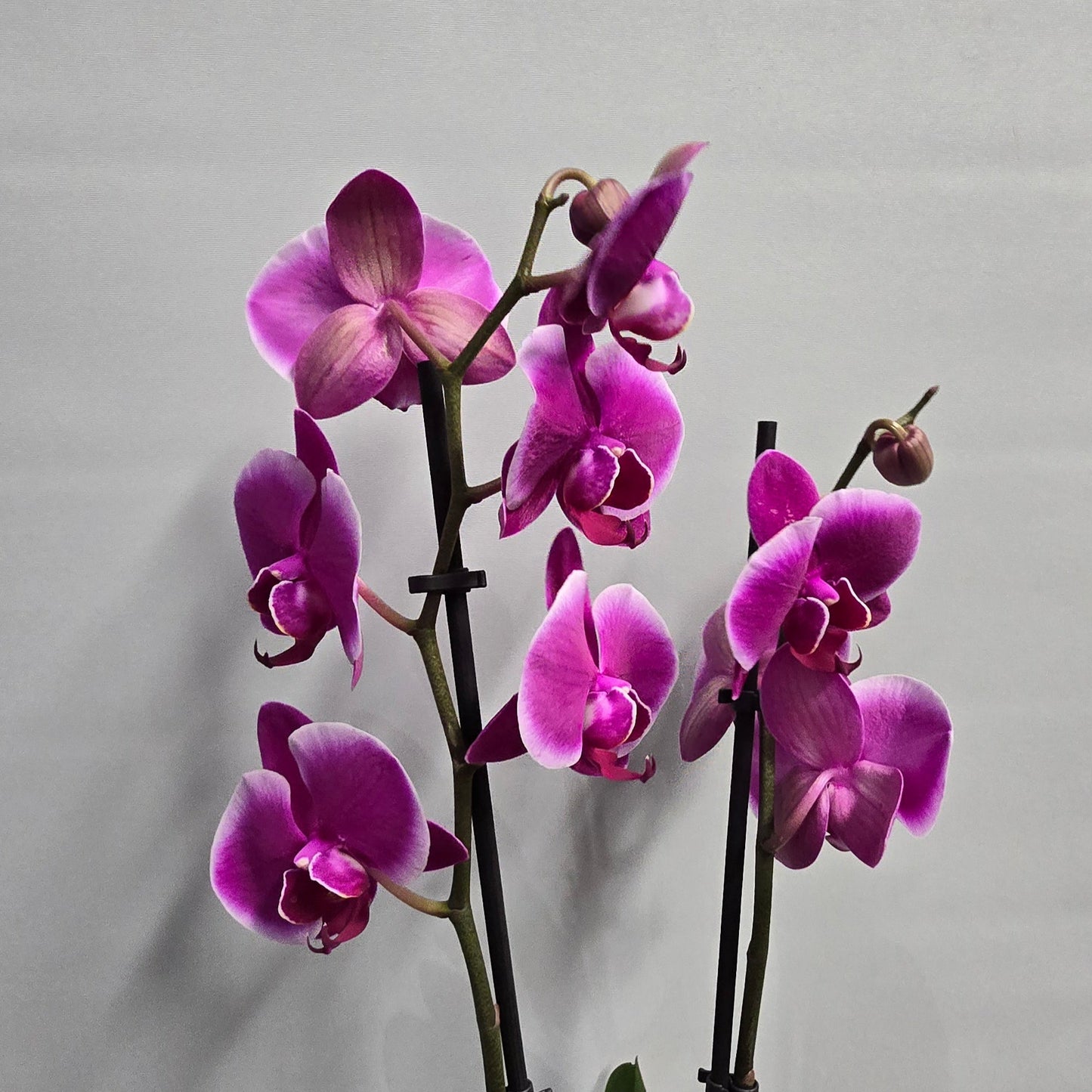 Phalaenopsis Promiss Orchids - Double Stems