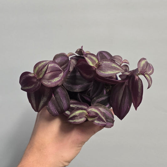 Small Tradescantia Purple Jewel