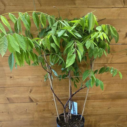 Wisteria - Amethyst Falls