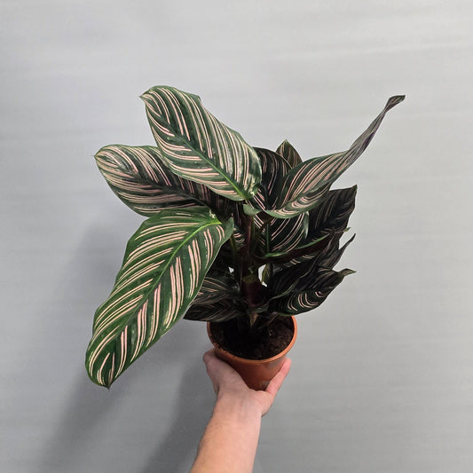 Calathea - Sanderiana Pink Pinstipe