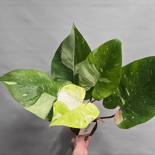 Philodendron Fresh Aurea