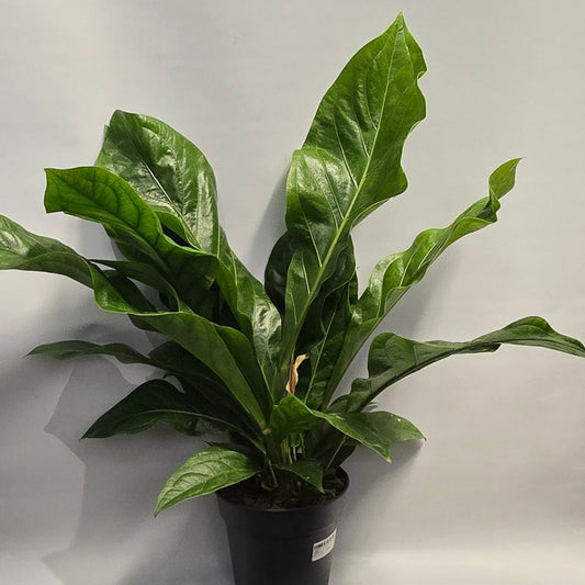 XL Anthurium Ellipticum Jungle Bush