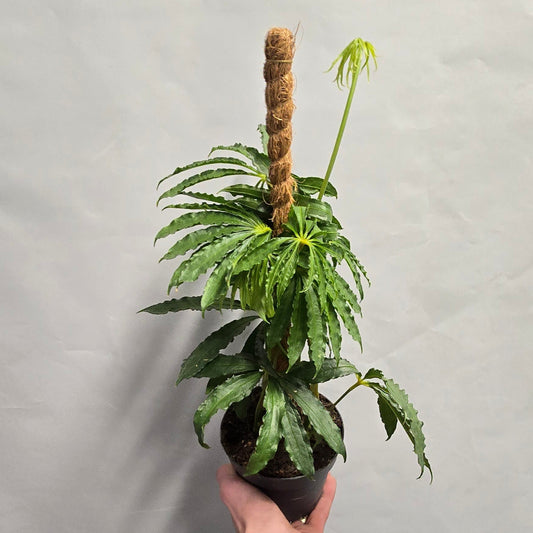 Anthurium Polyschistum