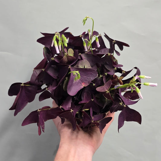 Oxalis Purple Shamrock