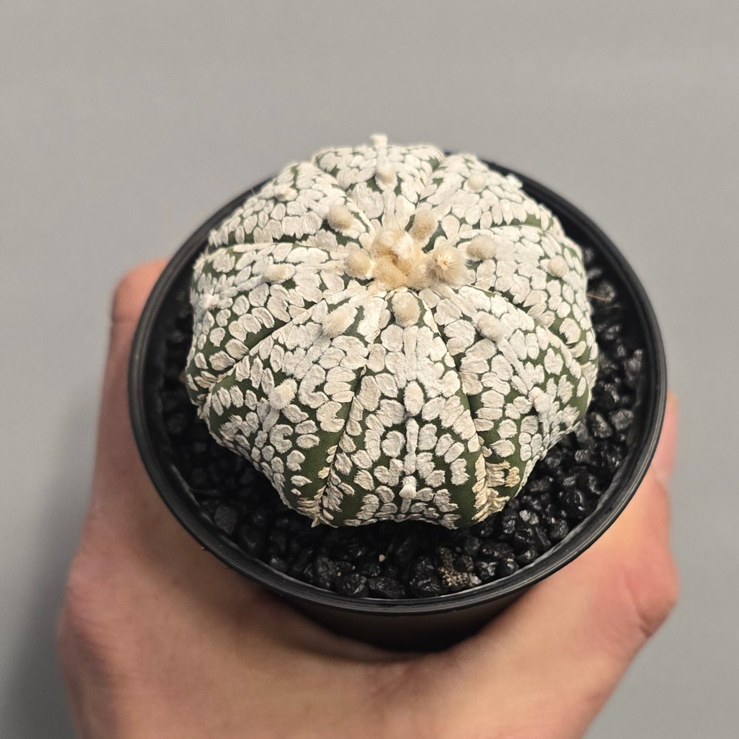 Mixed - Gymnocalycum Mihanovichii Cactus Variegated