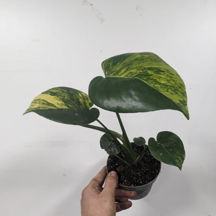 Ultra Rare Monstera Aurea Variegated  30-40cm