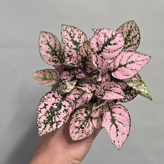 Polka Dot Plants Hypoestes - Mix