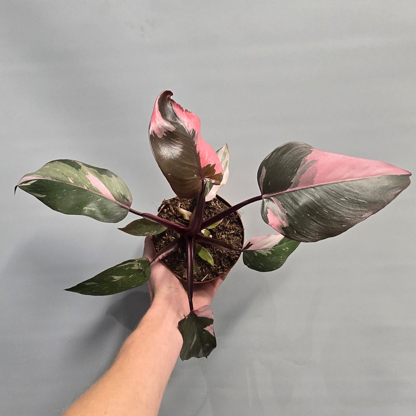 Philodendron - Pink Princess