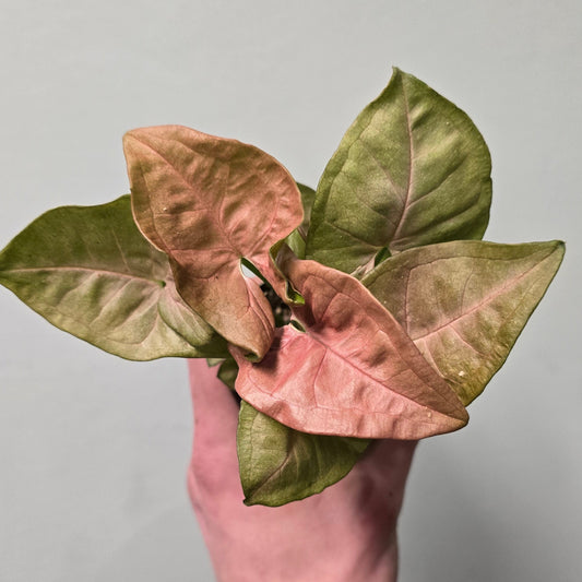 syngonium red heart