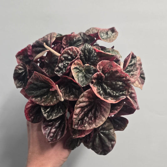 Peperomia Pink Abricos