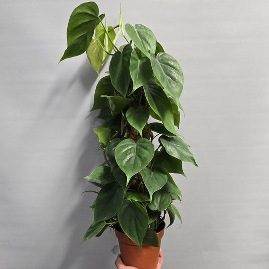 Philodendron Sweetheart On Pole