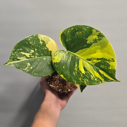 Monstera Aurea Variegated