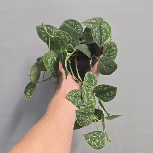 Silver Satin Pothos - Argyraeus