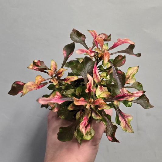 Mini - Purple Knight Alternanthera Dentata