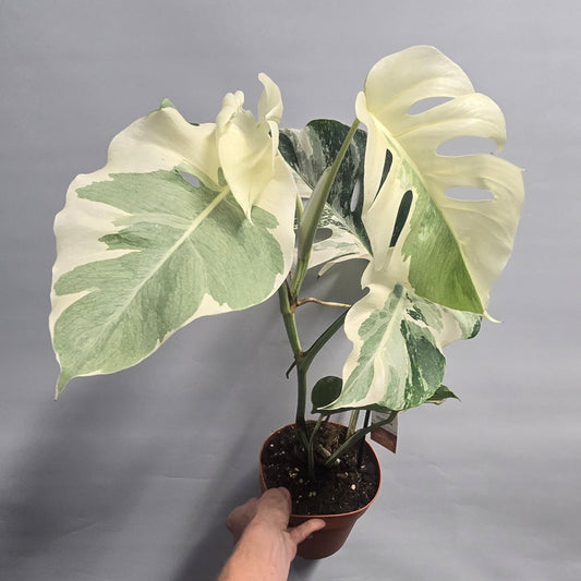 Monstera White Ghost