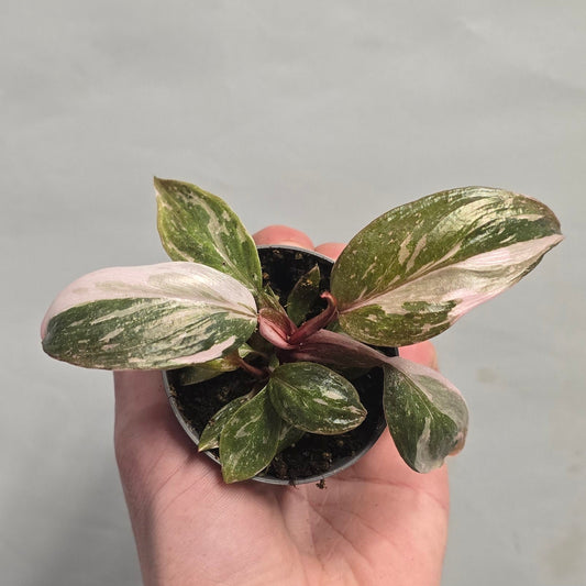 Mini - Philodendron Pink Princess Marble