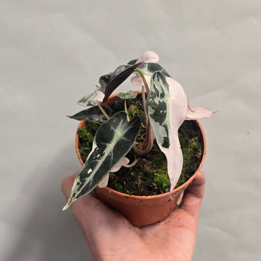 Alocasia Bambino Pink Variegata